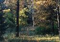 Autumn forest