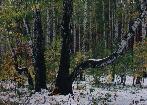 Autumn-winter forest