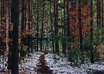 Autumn-winter forest