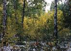 Autumn-winter forest