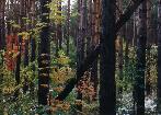 Autumn-winter forest