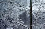 Winter forest
