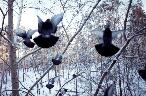 Winter forest