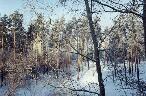Winter forest