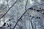 Winter forest